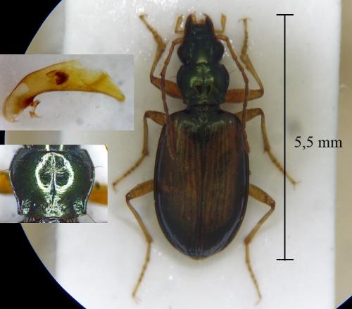 Bembidion vodozi